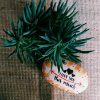 Hand Painted Stones - Image 8